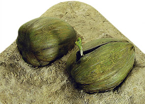 Eclosion des oeufs : germination noix de coco