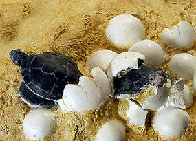 Eclosion des oeufs : tortues