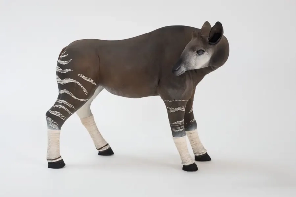 Modonga Okapi