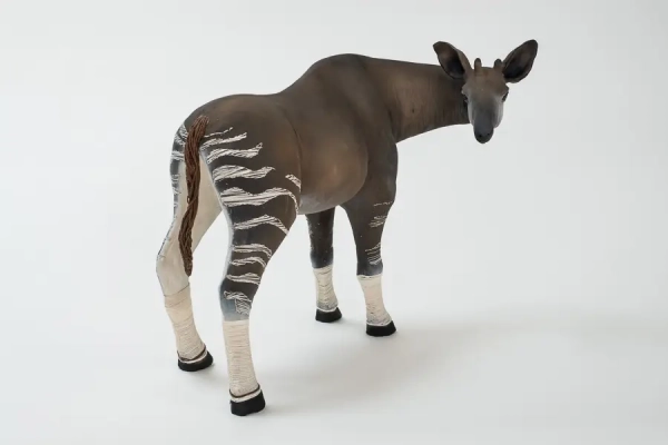 Modonga Okapi
