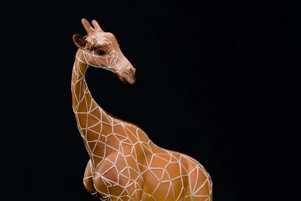 Girafes au point d'eau