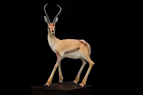 Springbok
