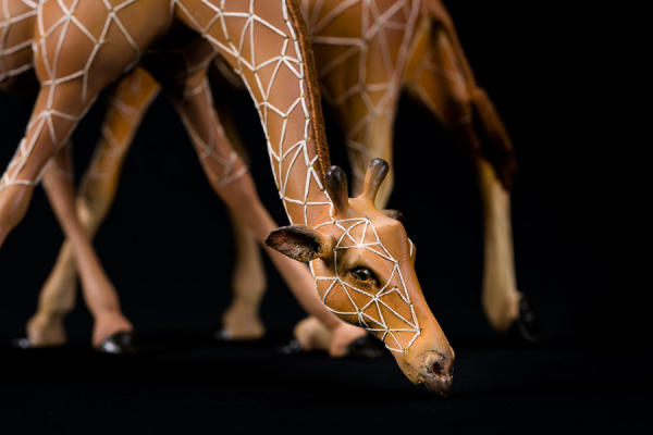 Girafes au point d'eau